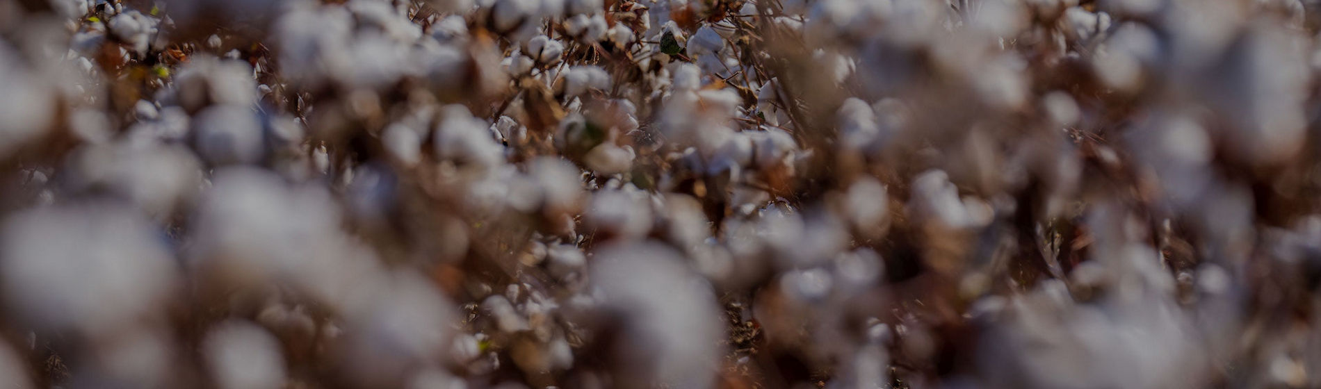 La sequía amenaza los campos de algodón