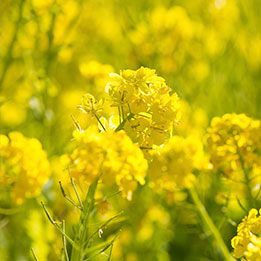 Flores amarelas