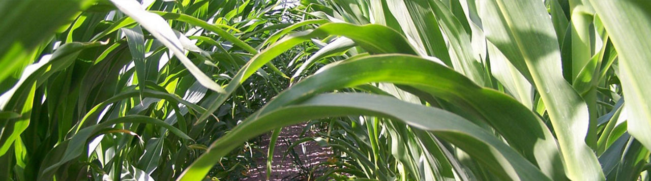 Corteva maize