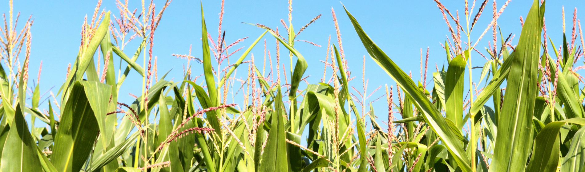 Maize