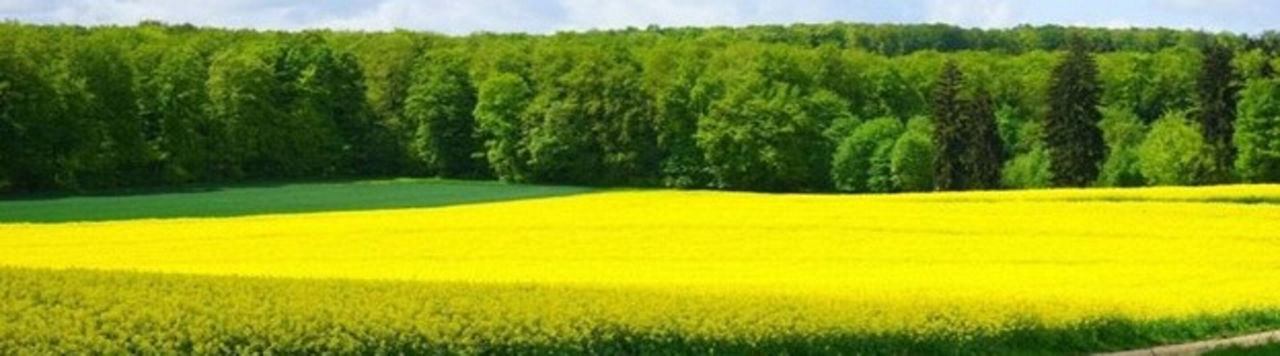Colza d’hiver : un net rebond des surfaces pour la campagne 2026