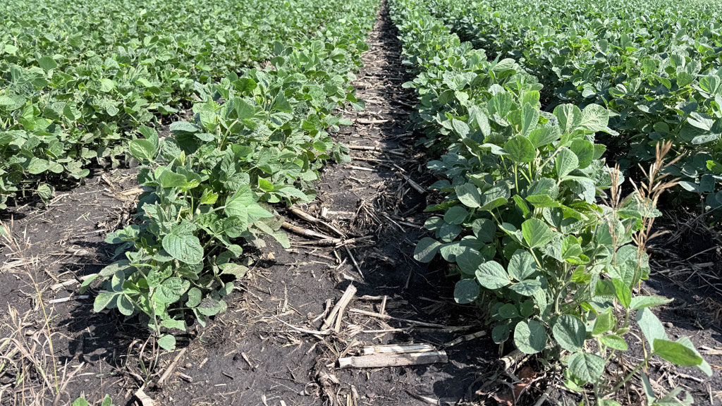 Soybean Field