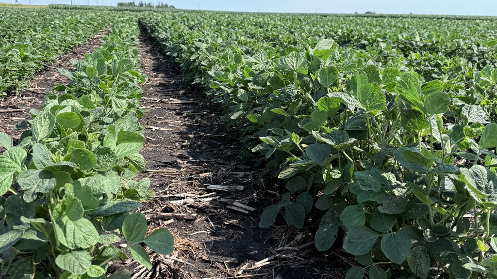 XL Brand Soybean Field