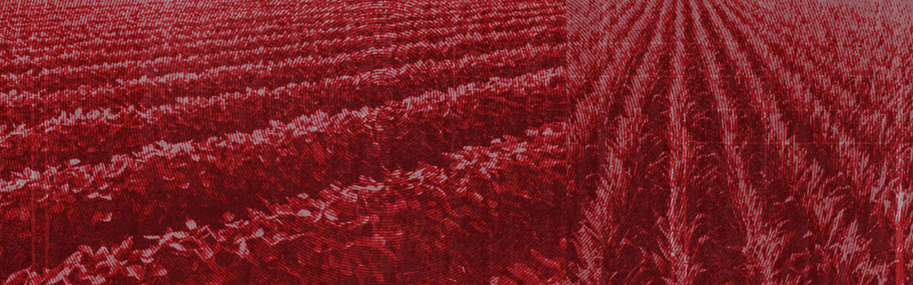Plant Beyond the Standard with AgVenture