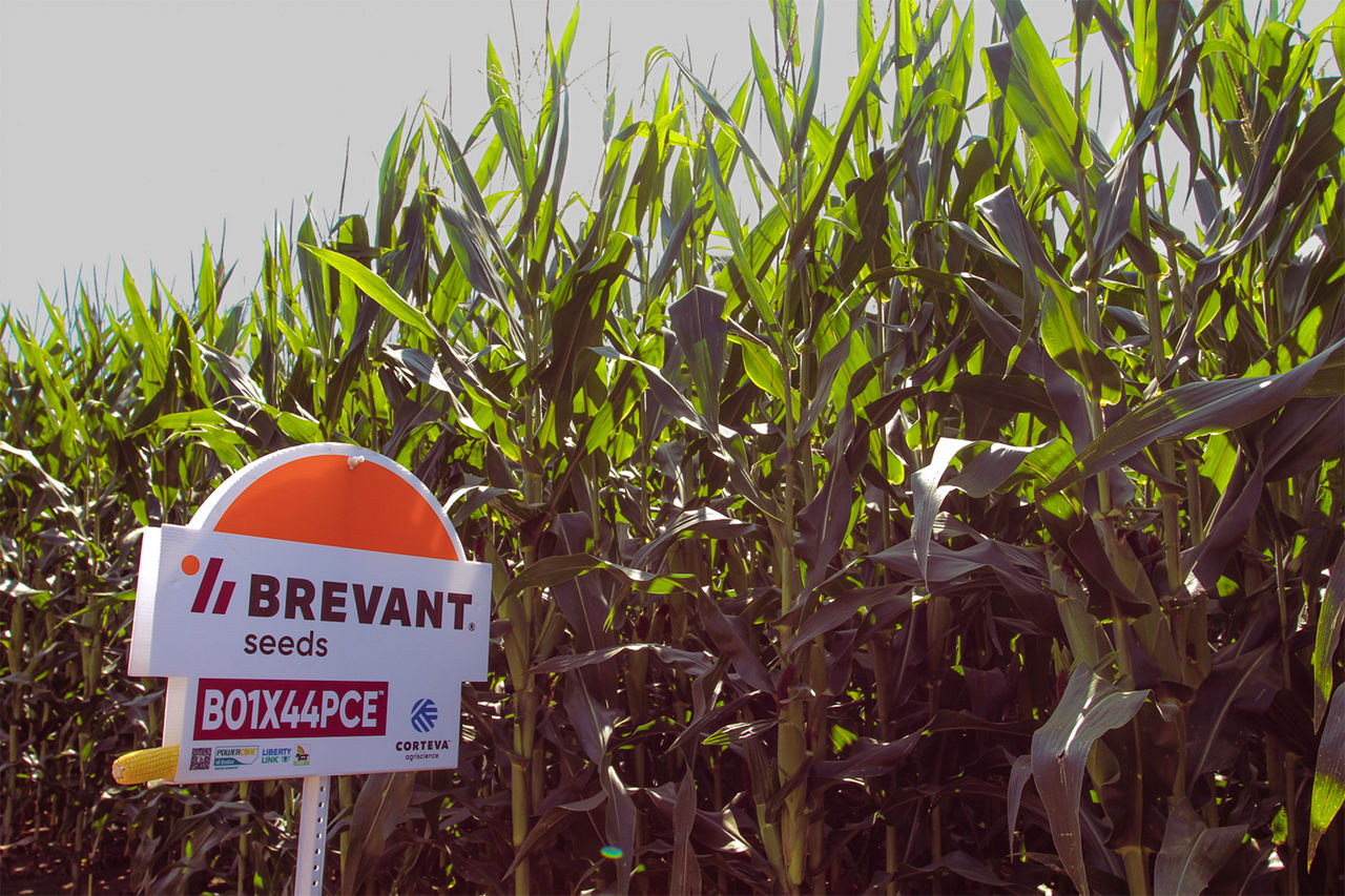 Harvest ready soybeas