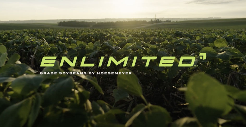 Enlimited Grade Soybeans