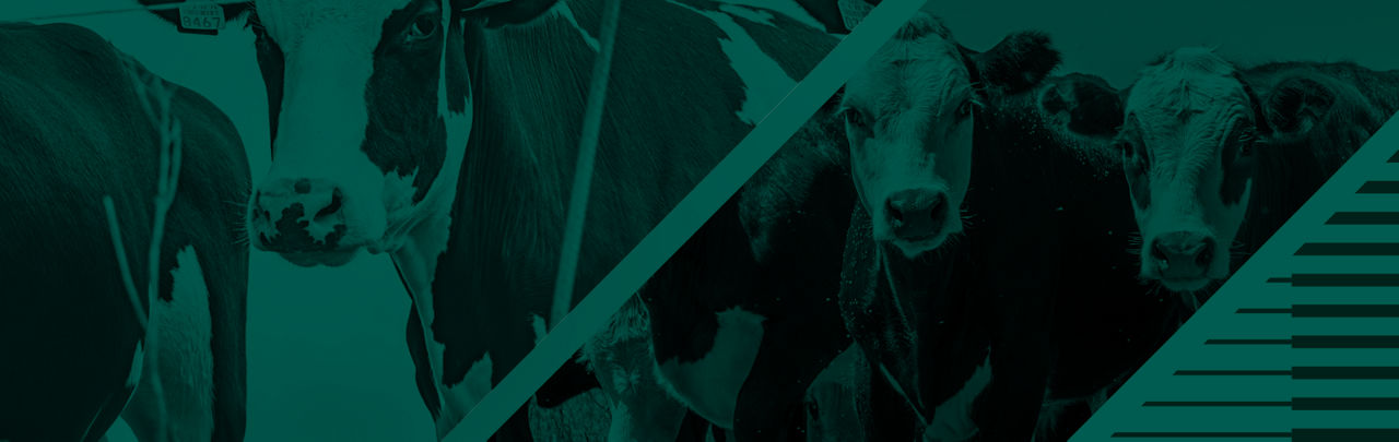 HiDF Header
