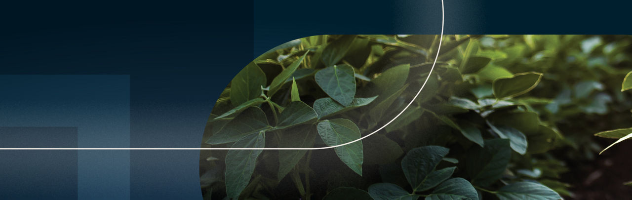 Enlimited Grade Soybeans