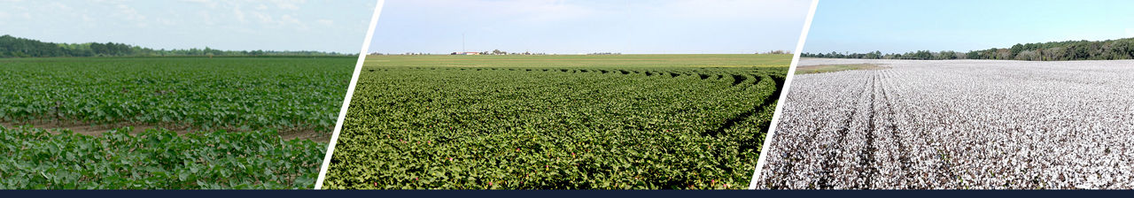 Field Reports