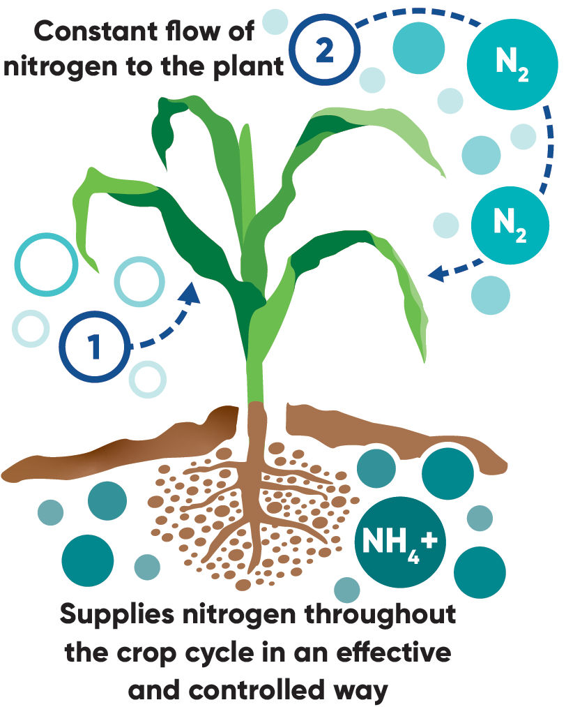 Nitrogen conversion graphic