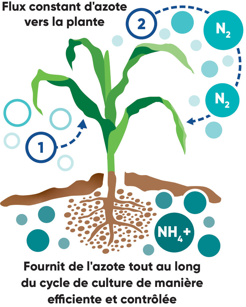 Nitrogen conversion graphic