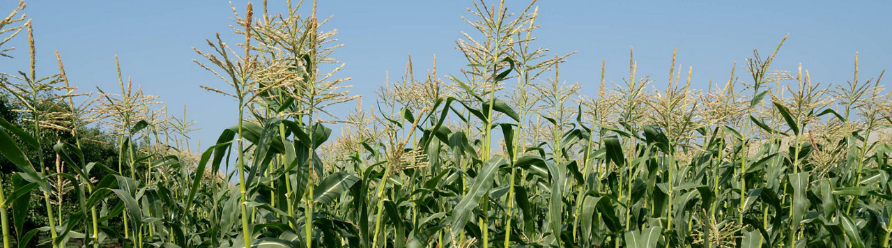 Des nouvelles des maïs Sem’Expert Dry : de l’avance et un résultat sécurisé !