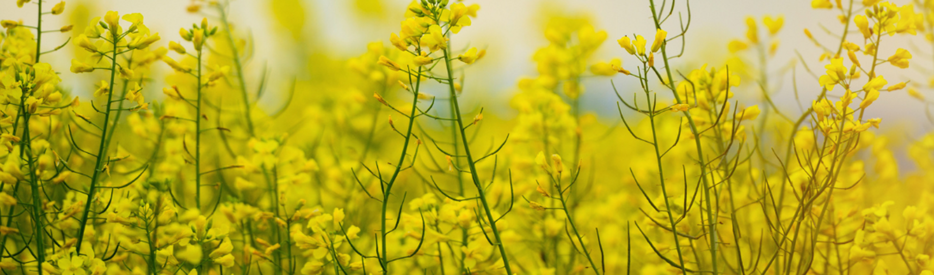 Oilseed Rape