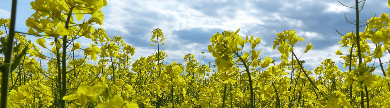 OSR crop