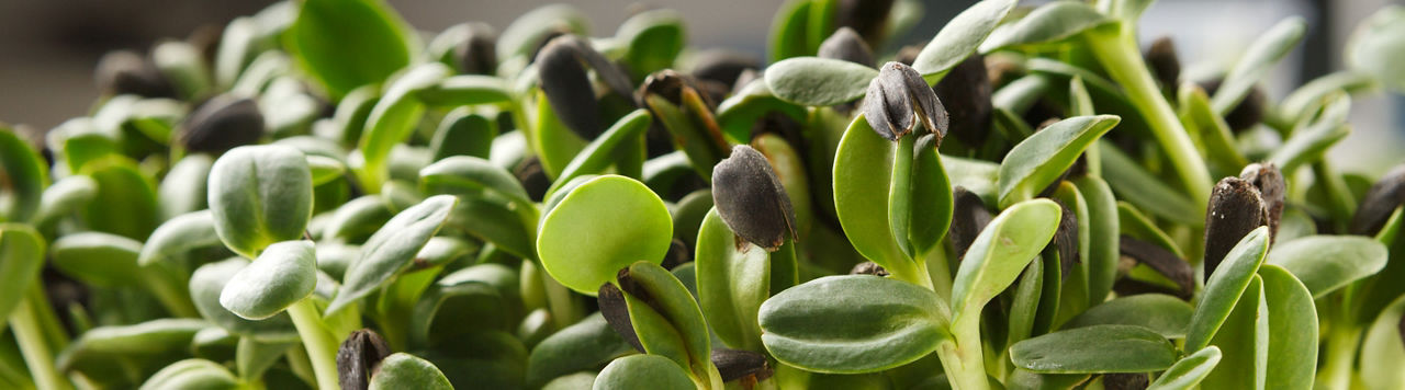 Organic growing micro greens closeup