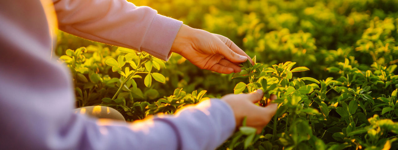 Particularidades del cultivo de la alfalfa