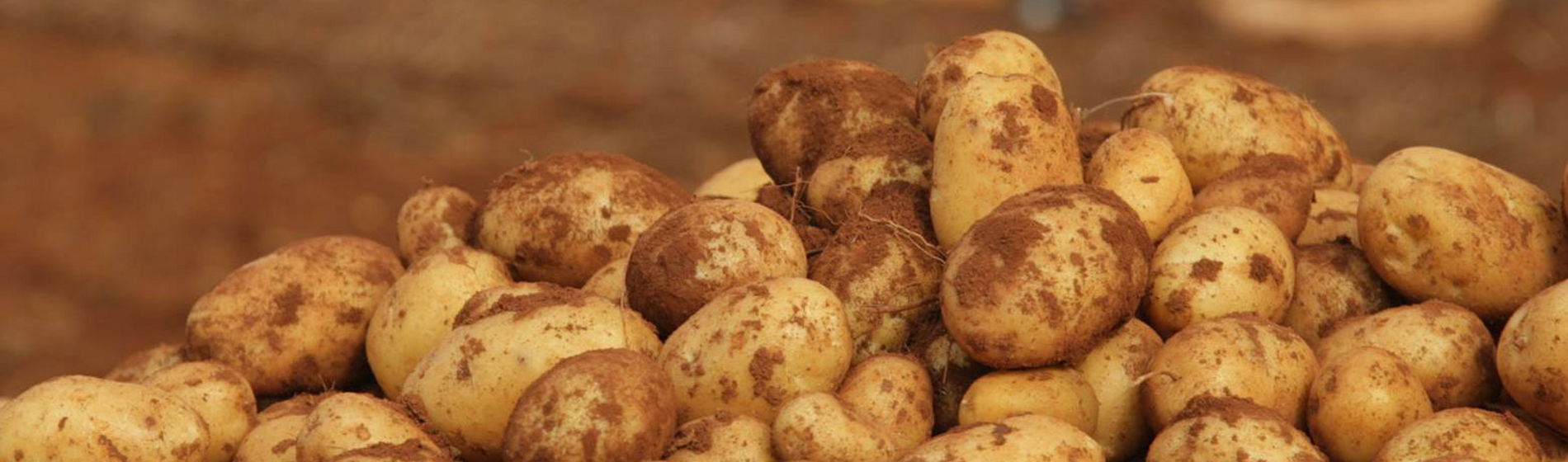 Patatas cultivadas