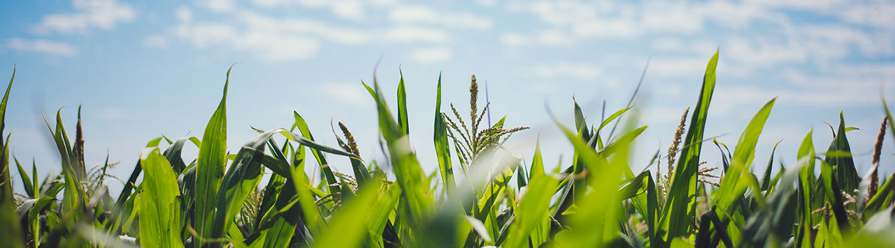 Pioneer Maize