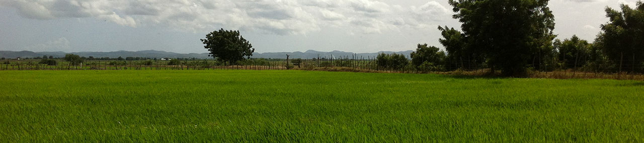 Pradera Mexicana