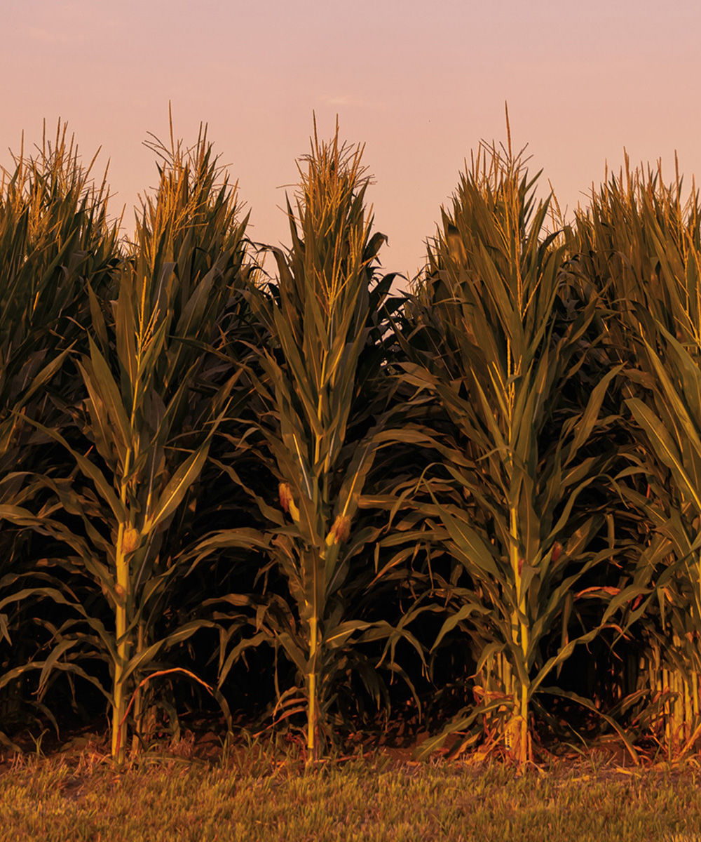 powercore enlist corn field