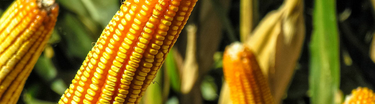Quelle est la récolte de maïs grain en 2024 ?