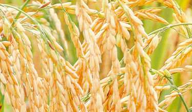 Rice crop