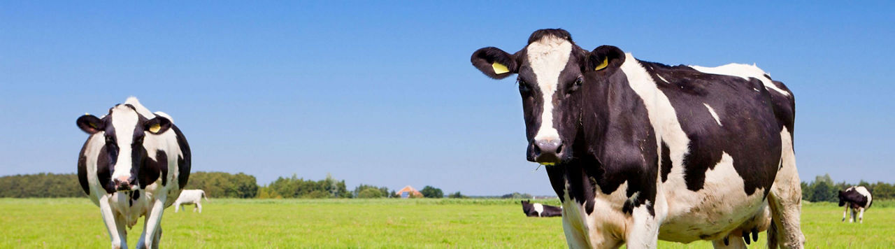 Est-ce que je peux réduire l’empreinte carbone de mon lait grâce au maïs ?