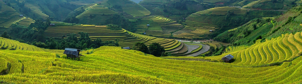 Rice terraces scenic shot