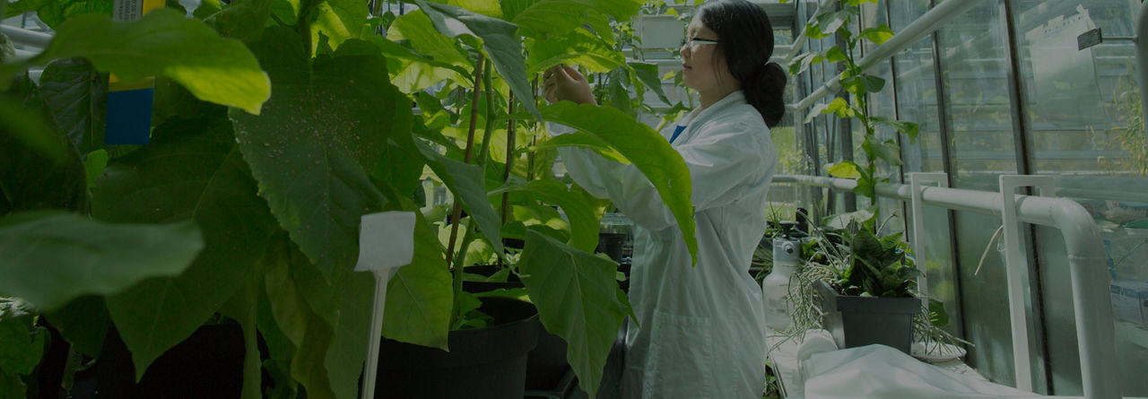 Scientist in lab with plants