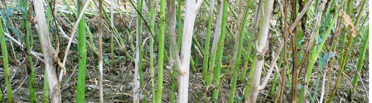 Brome
