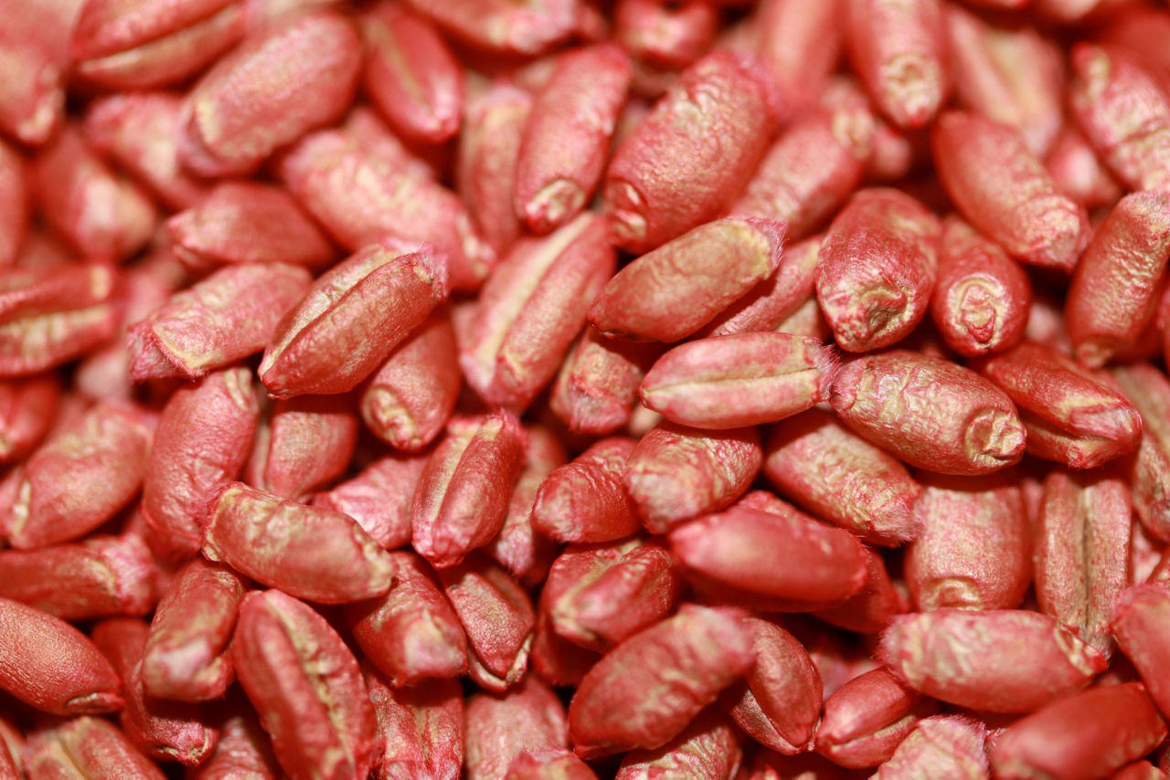 Seed Tech