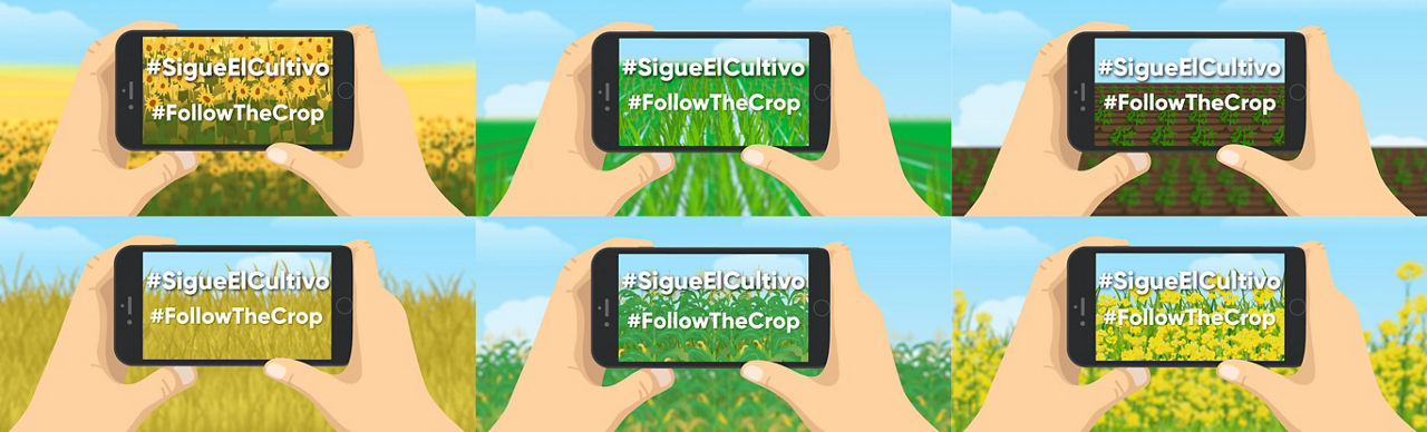 Sigue el Cultivo