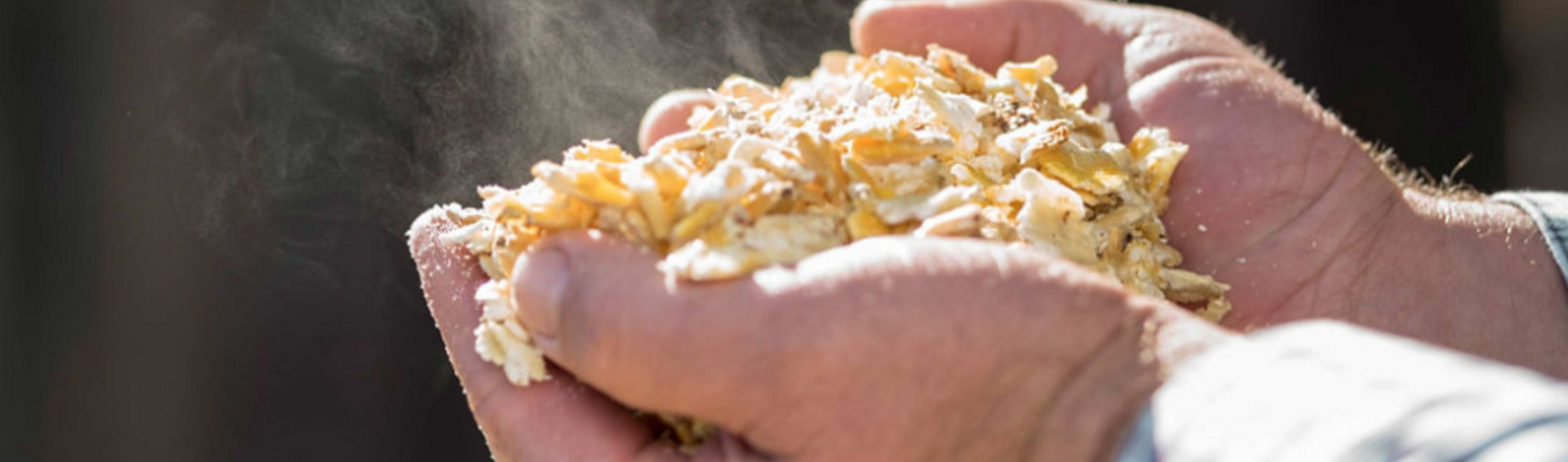 Closeup of silage