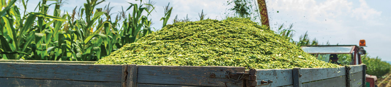 Silage corn harvest