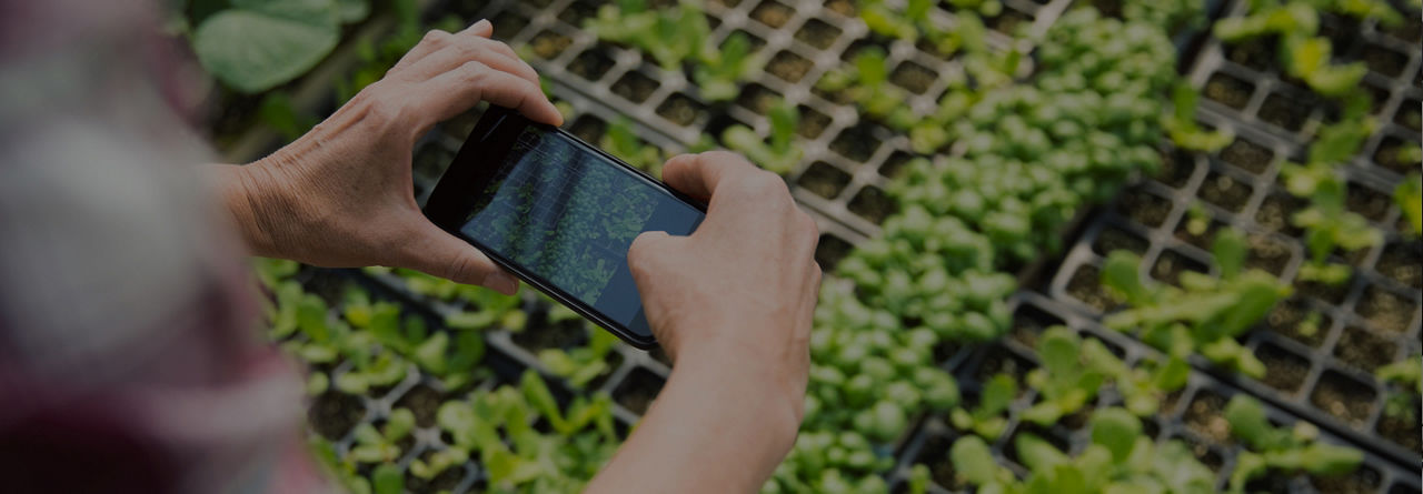 Smartphone prend des photos de plantes