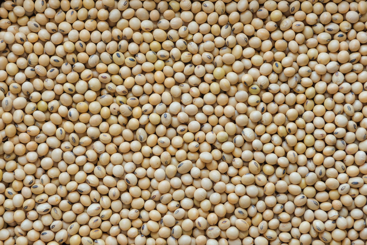 Semillas de Soja