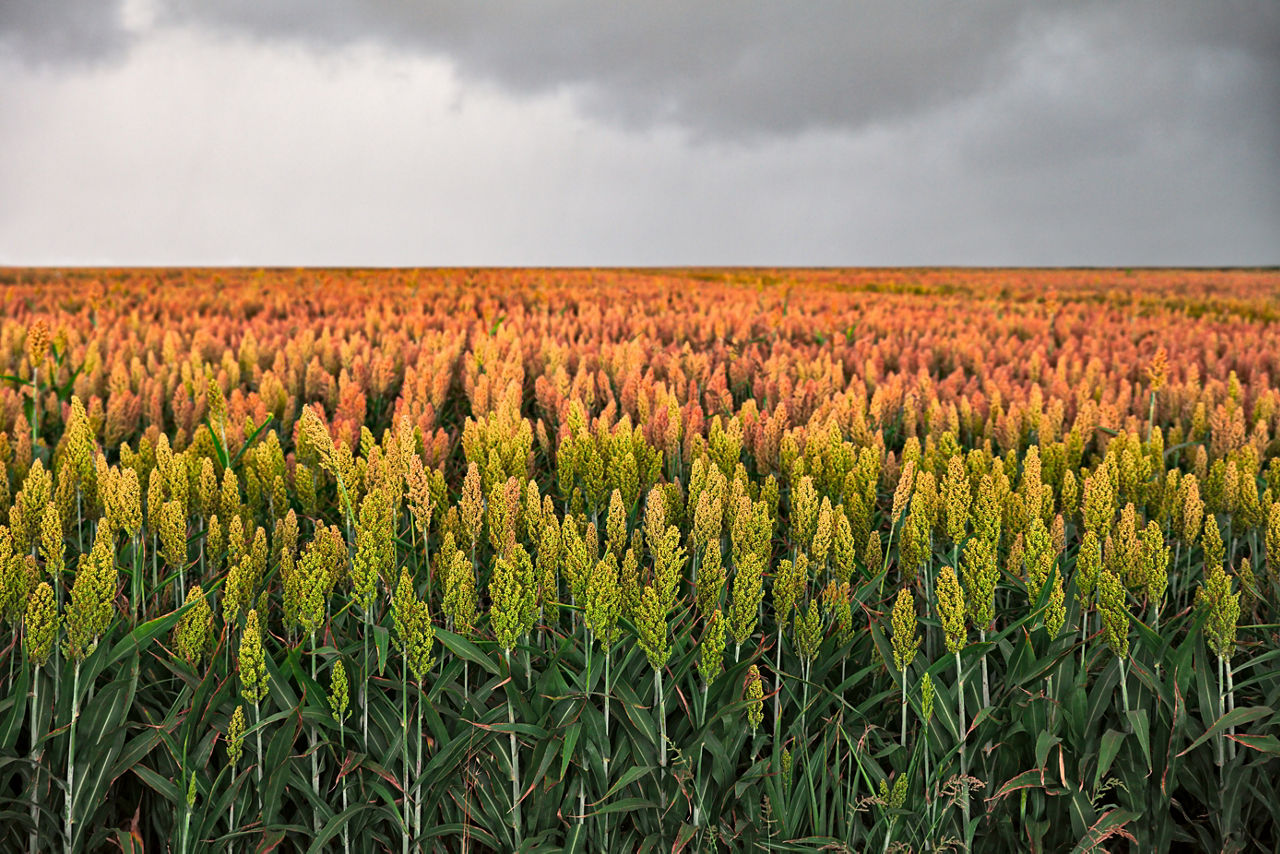Sorgo PT