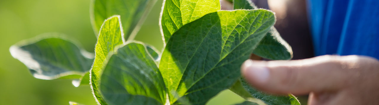 Soybean - closeup - leaf in field