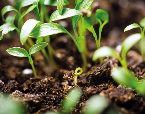 Germinación SullicaB