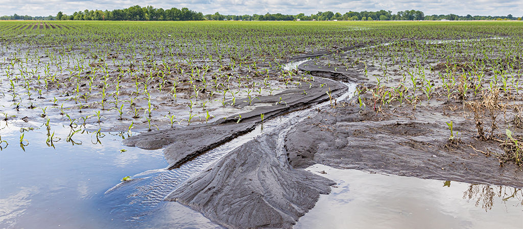 ¿Cómo podría el cambio climático alterar los mercados del maíz?