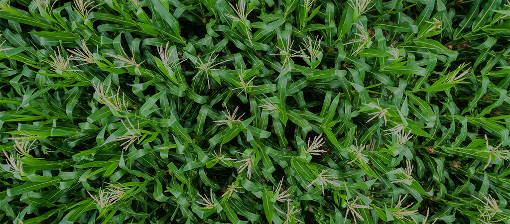 8 Cuál es el sistema de cultivo de maíz más rentable en una pequeña explotación