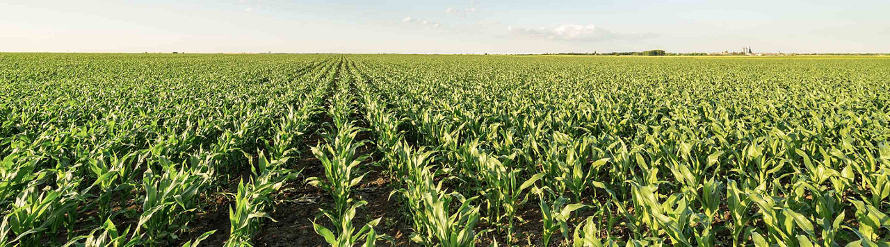 Maize crop