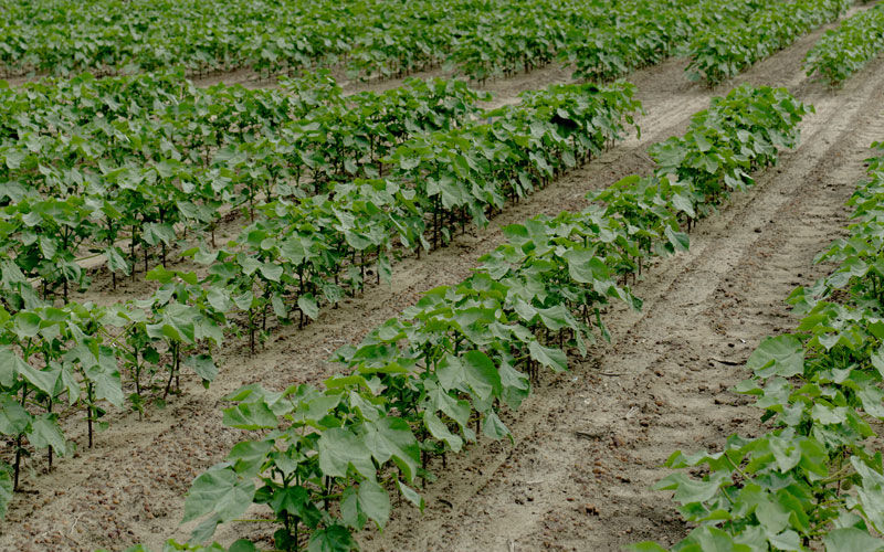 cotton plant