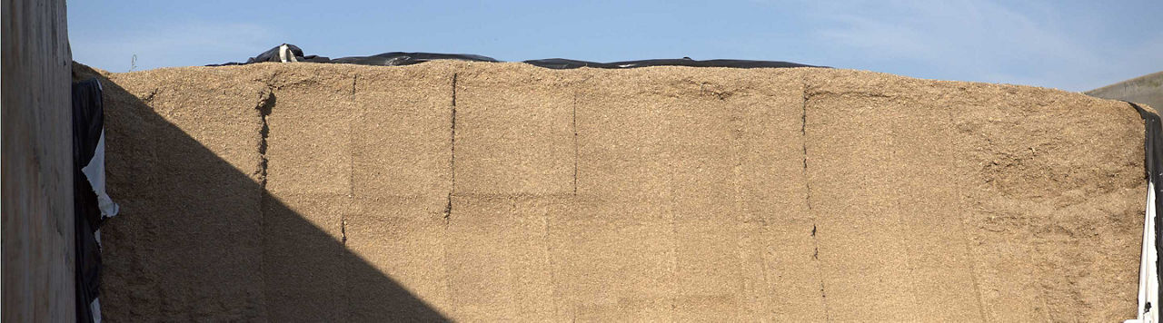 « Une très bonne production de maïs fourrage 2023, avec du grain ! »