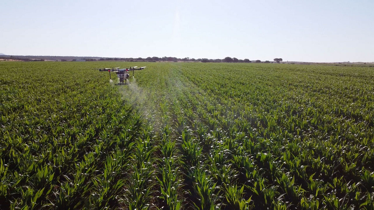 Uno de los drones haciendo una demostración sobre el cultivo