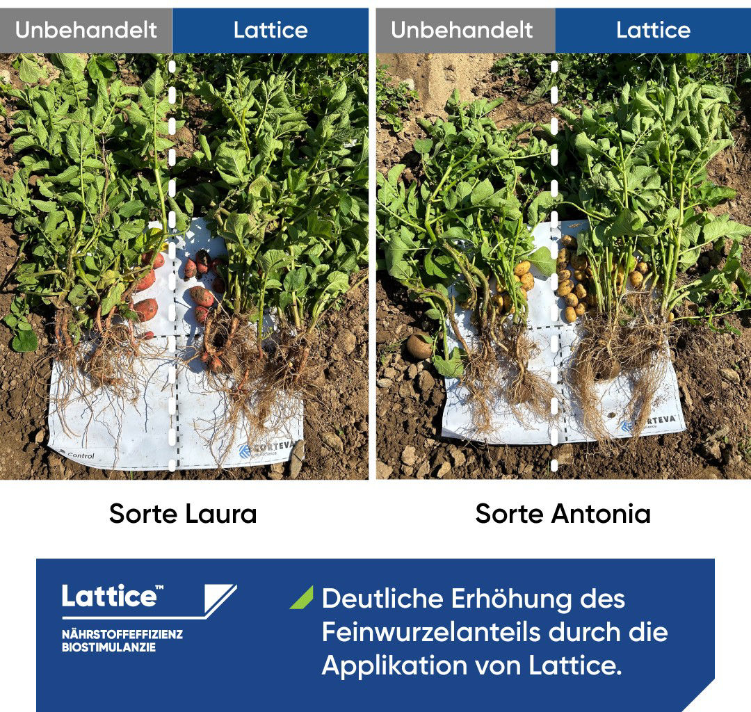 Lattice_Wpp_Comms
