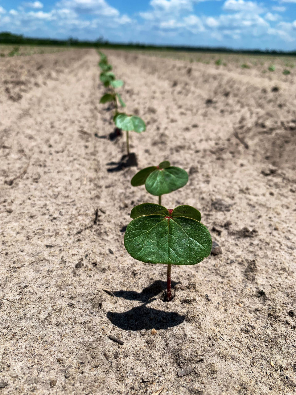 cotton plant