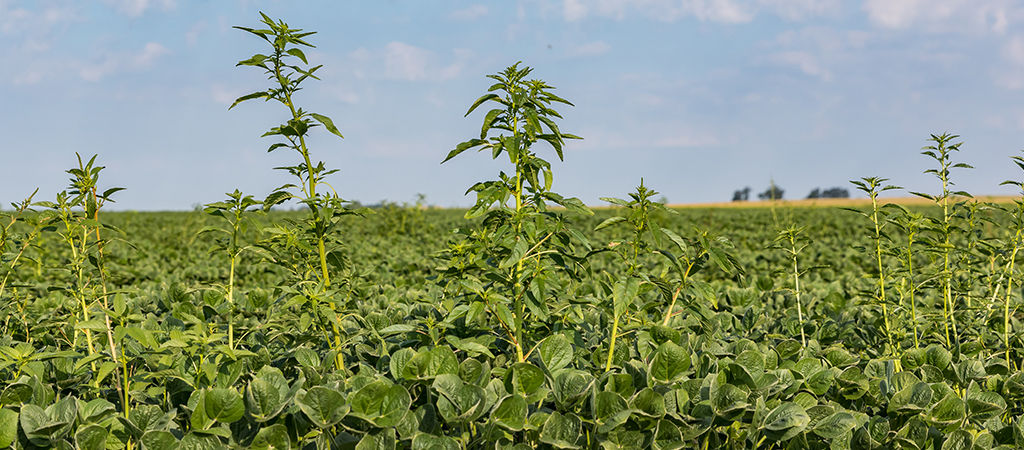 Weeds in field