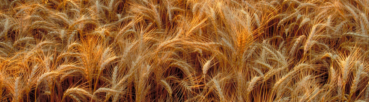 Pioneer® Brand Wheat