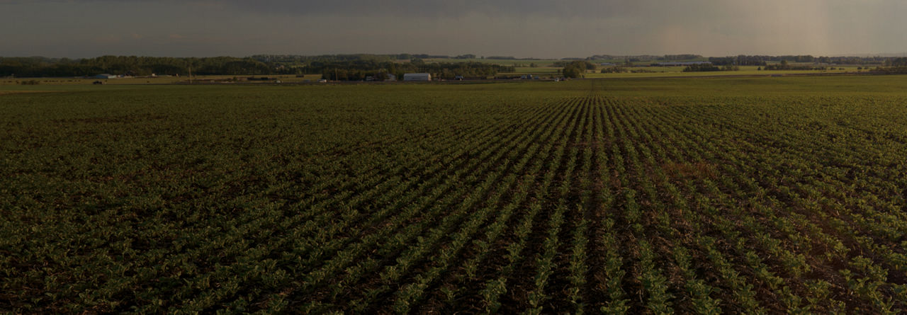 Rows of canola